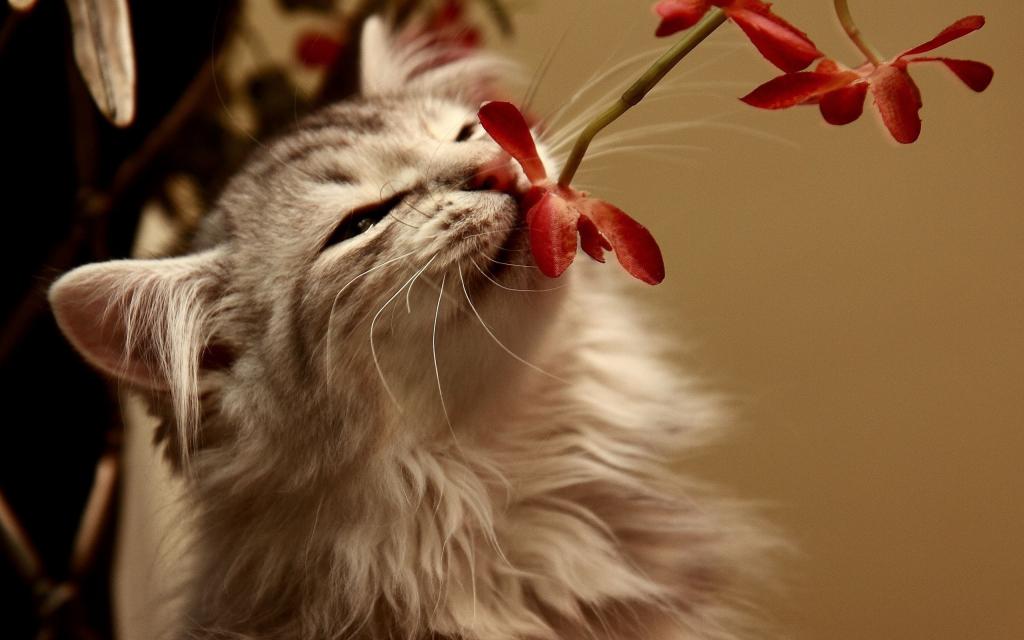 猫嗅花