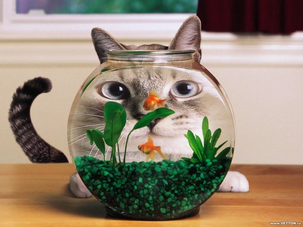 猫看着鱼