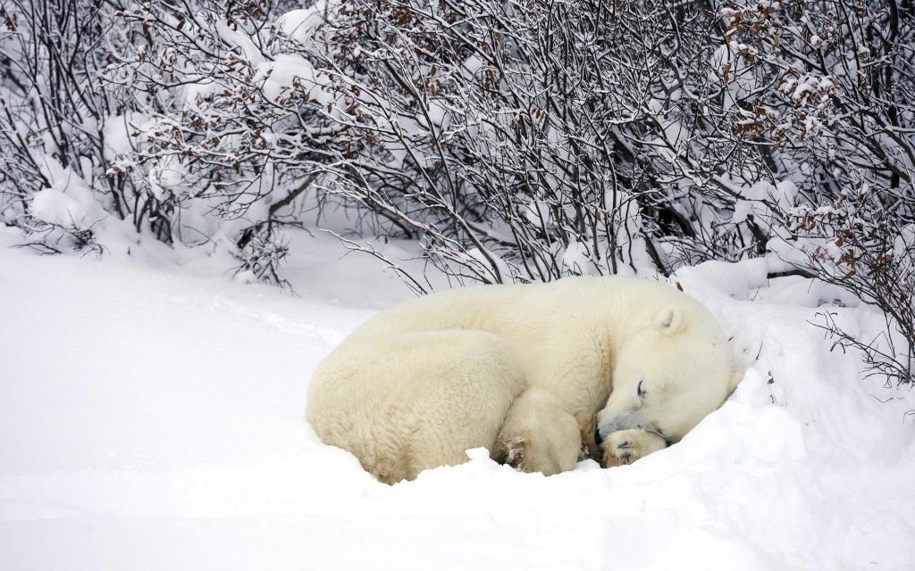 北极熊在雪地里睡觉