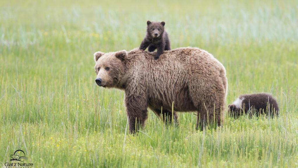 熊和小熊在草地上
