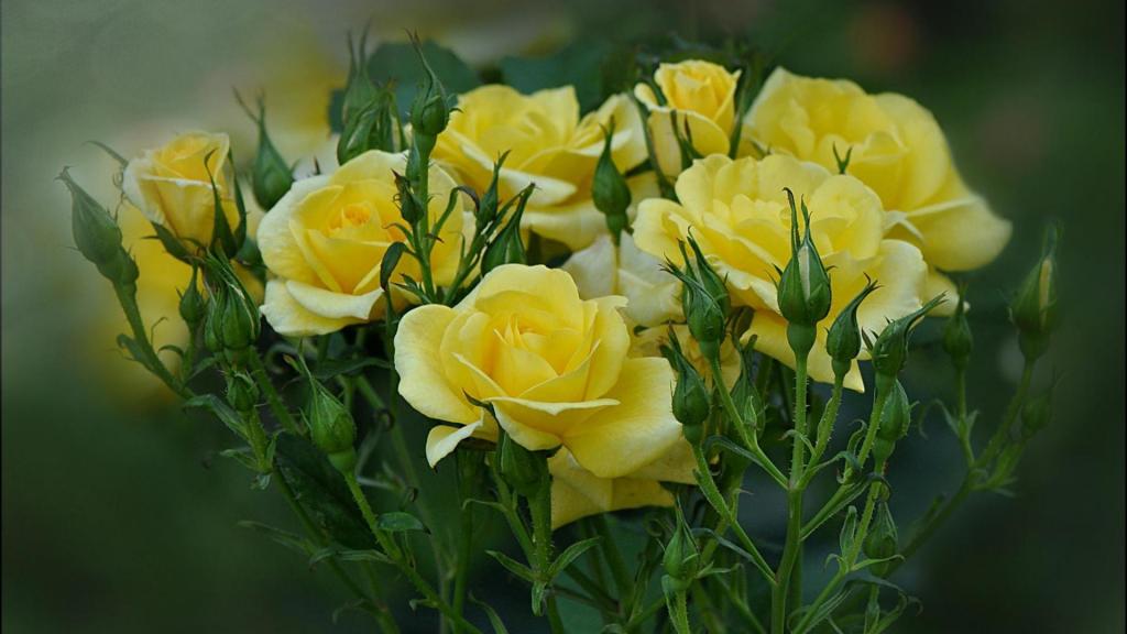黄玫瑰在花园里开花