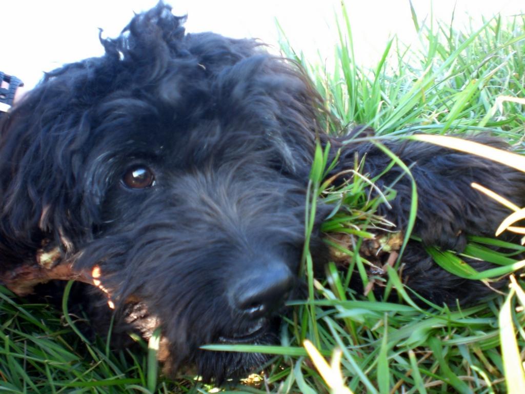 巴贝特躺在草地上