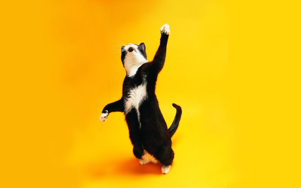 黑色和白色的猫舞蹈
