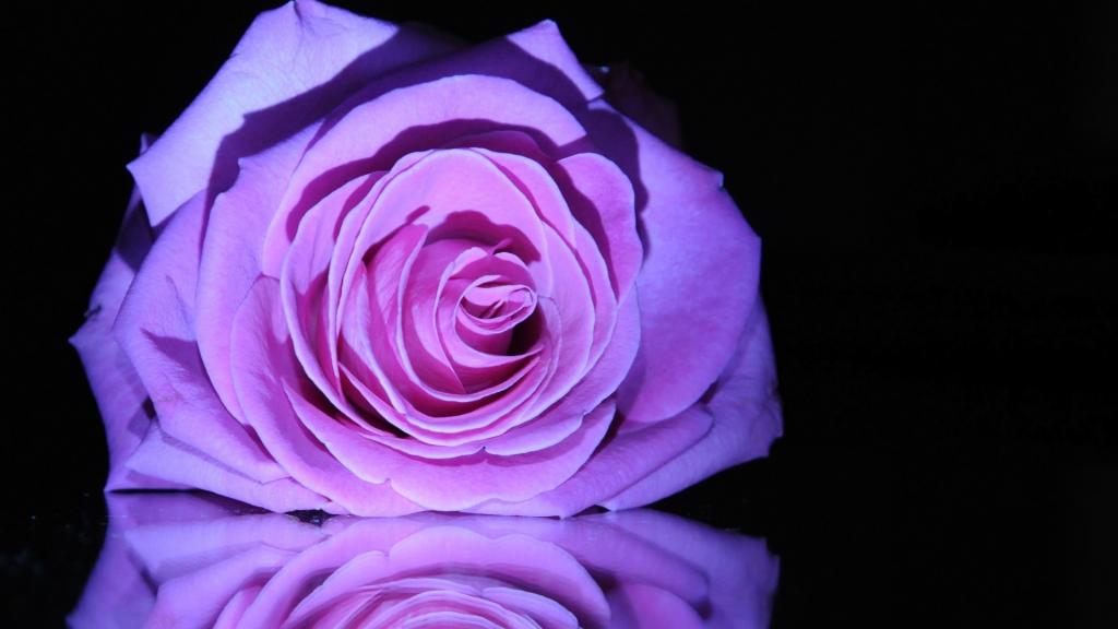 在镜子桌上的紫色玫瑰