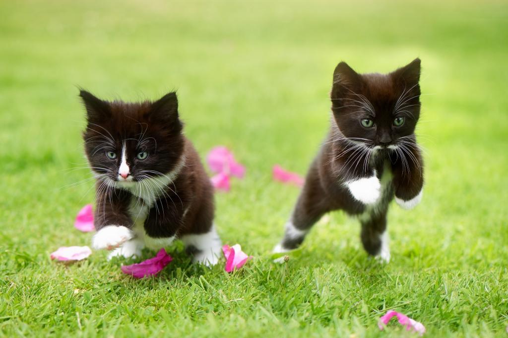 跳跃在绿草的两只黑白小猫