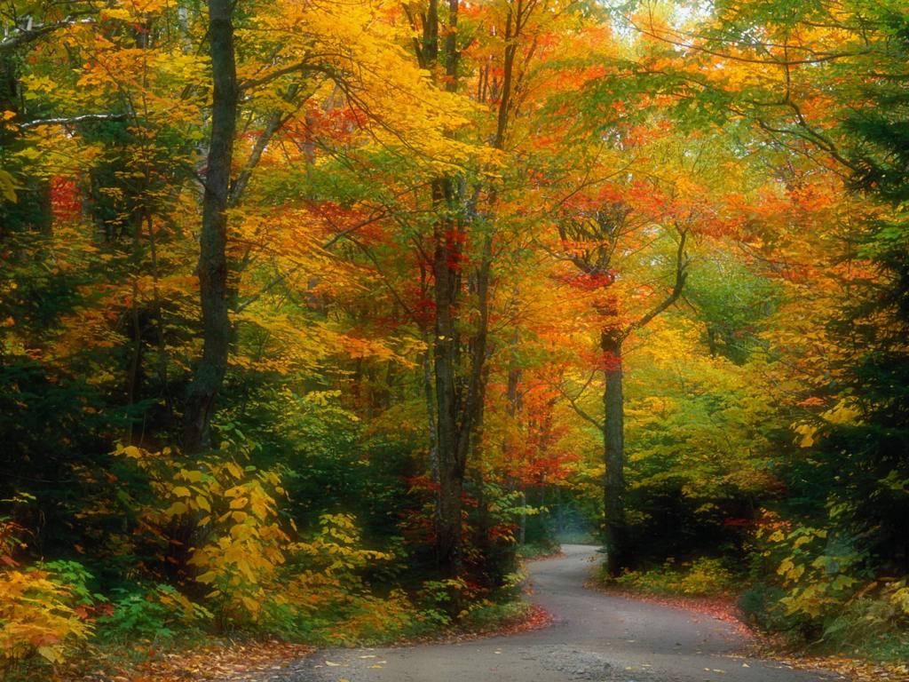 秋天的森林场景