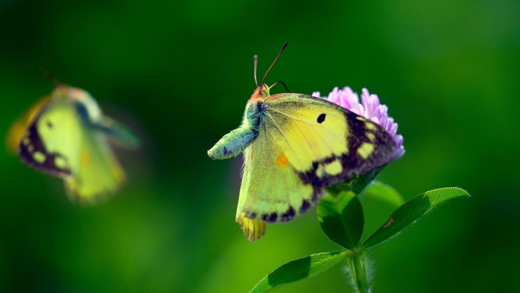 蝴蝶与叶子上的黄色翅膀