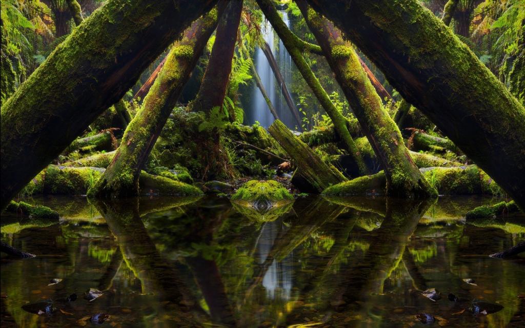 苔藓生长的树木如同水面上的拱门