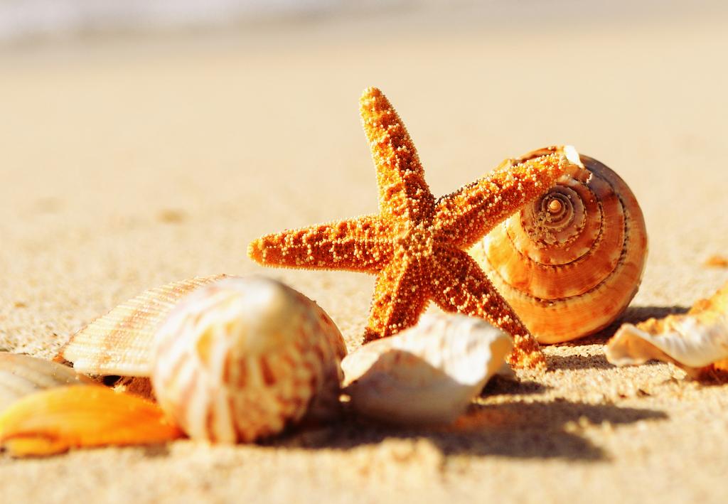在温暖的黄色沙滩上的贝壳和海星在夏天