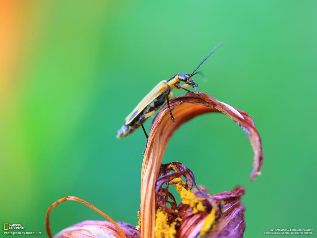 甲虫坐在花上