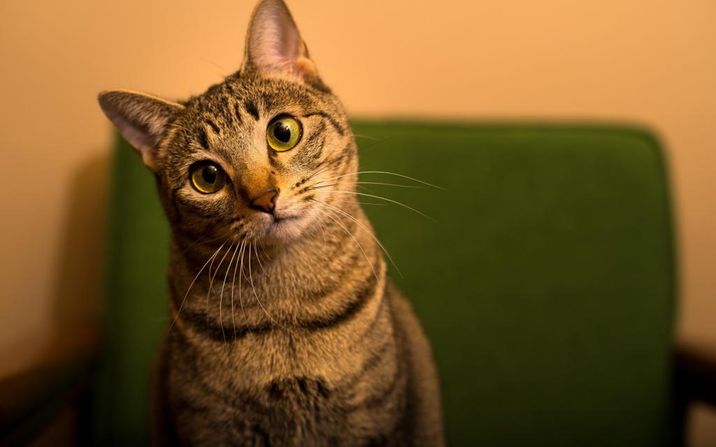 有趣的绿眼睛的自制猫