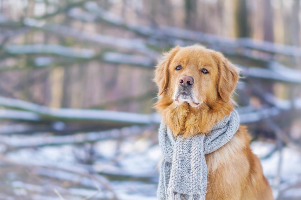 一只伤心的狗，一只金毛猎犬，脖子上挂着一条蓝色的围巾