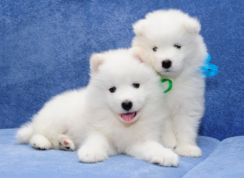 两个白色毛茸茸的小狗萨摩耶莱卡