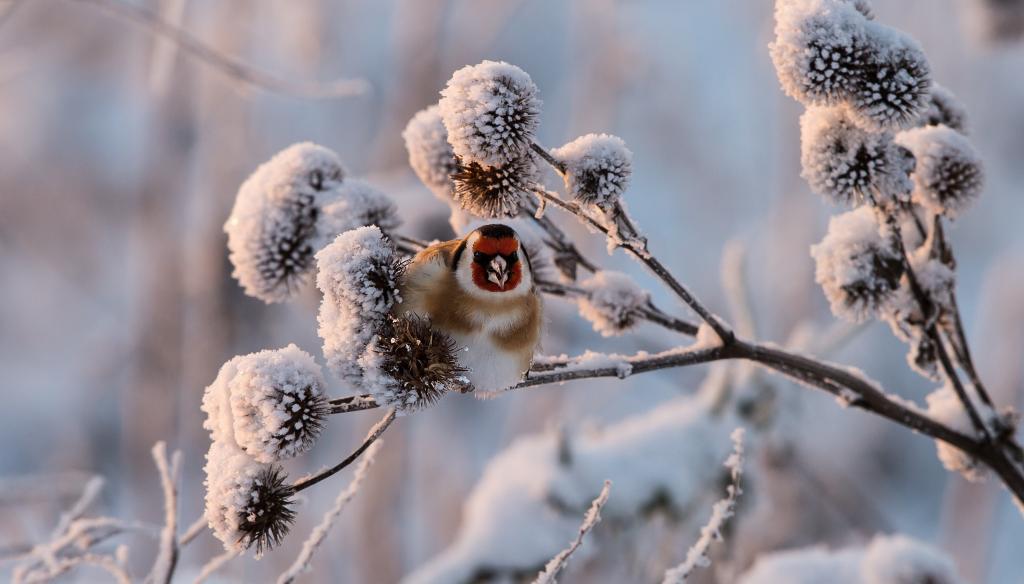 一只小花鸟坐在霜覆盖的树枝上