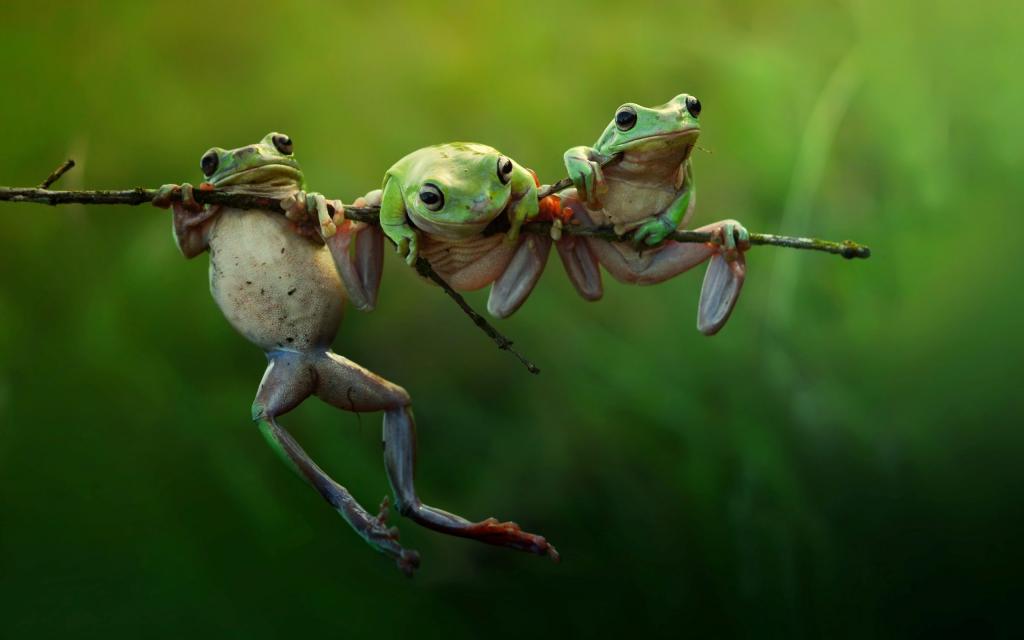 三只青蛙挂在树枝上
