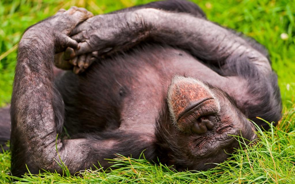 猴子睡觉姿势图片