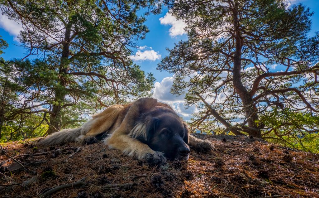 一只悲伤的Leonoberger狗躺在森林里的地上