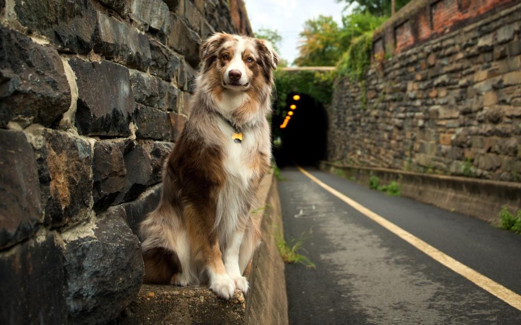 在隧道入口处的狗