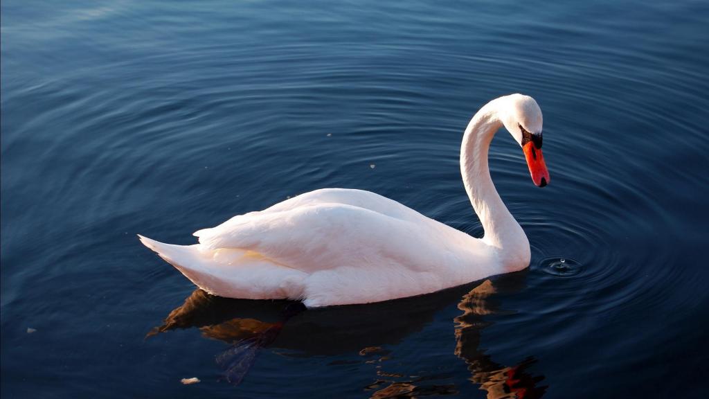 在湖上的白色天鹅