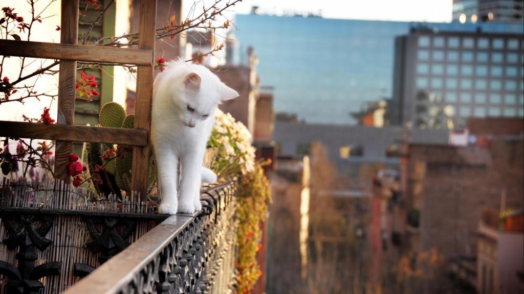 阳台边上的白色猫