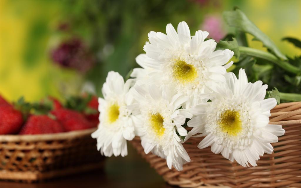 在一个篮子里的白色菊花花