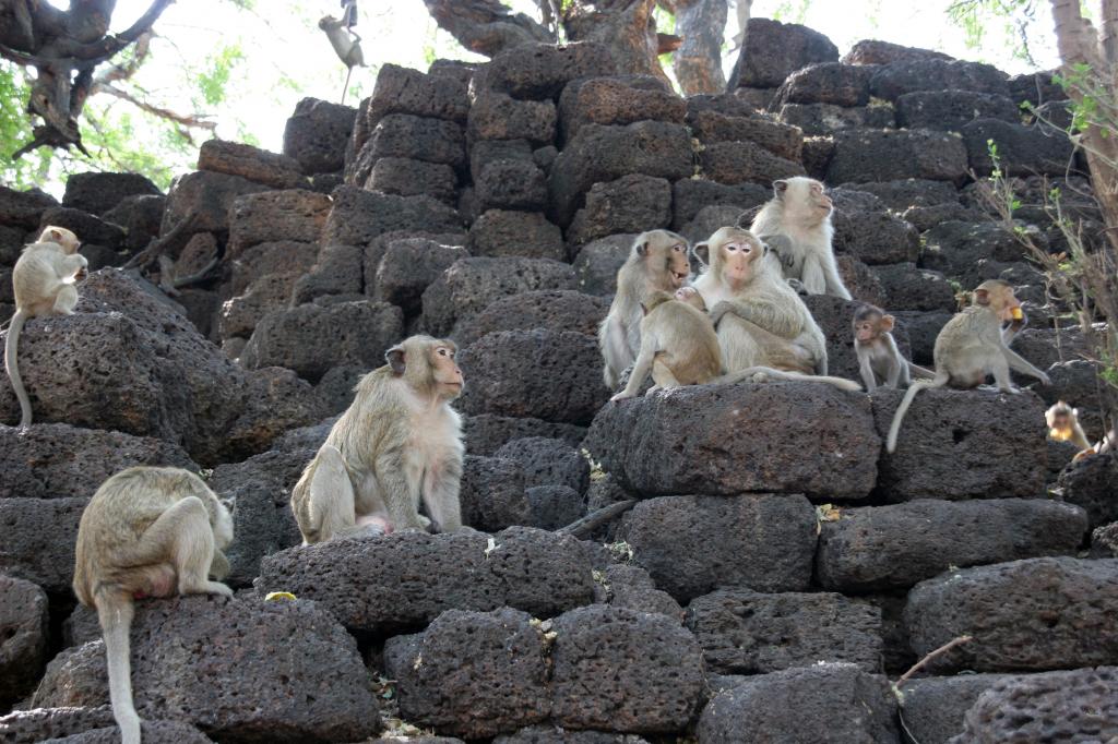 泰国华富里度假村岩石上的猴子