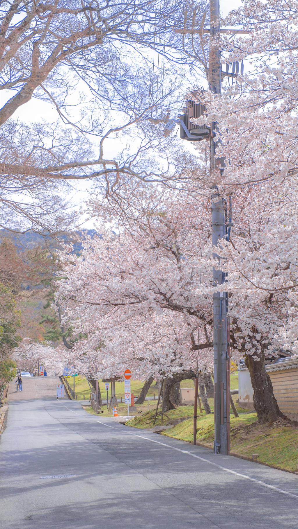 日本街道樱花风景