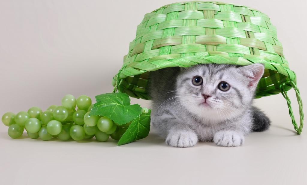 一只灰色的小猫坐在绿色的柳条篮下