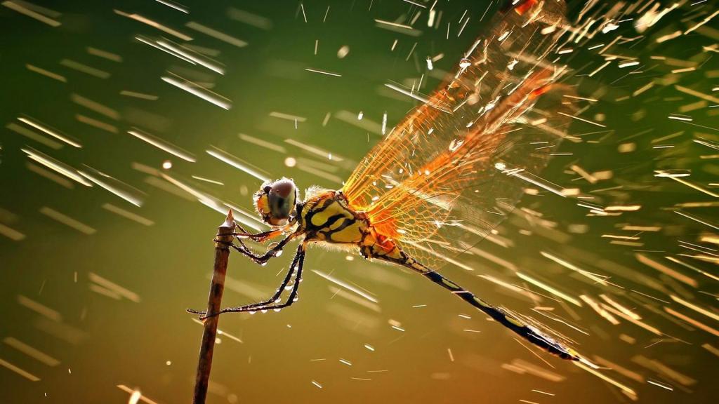 蜻蜓在雨中抓住了一个分支