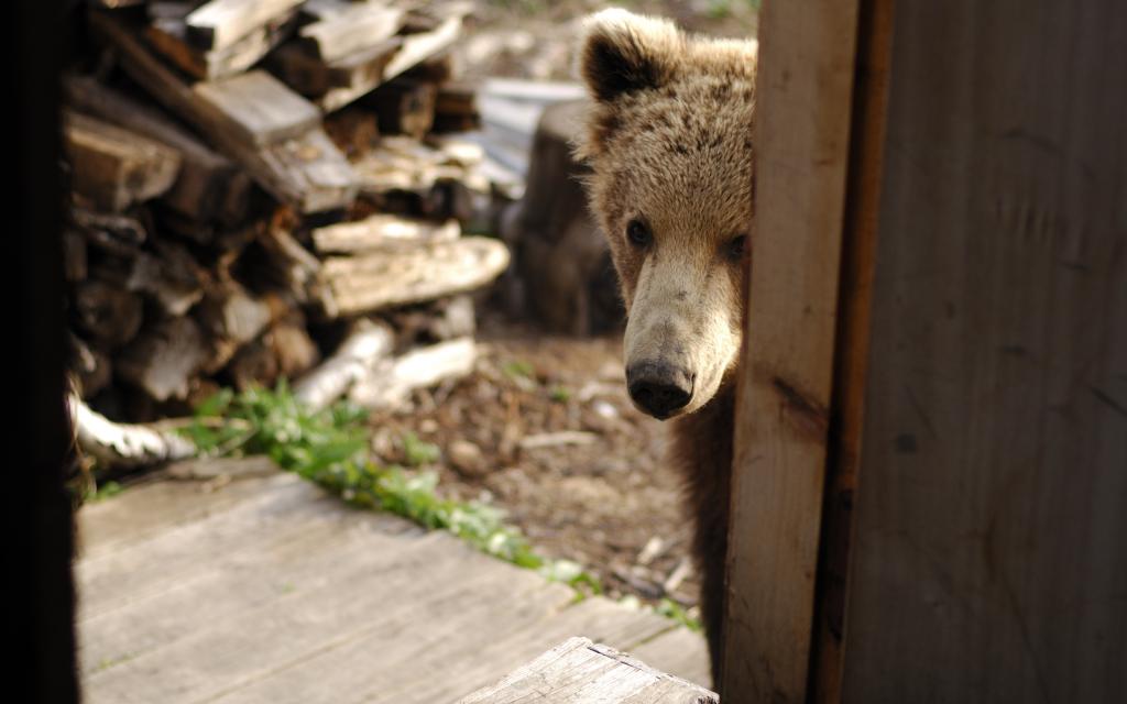 熊在门后面