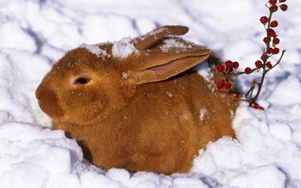 兔子在雪地里