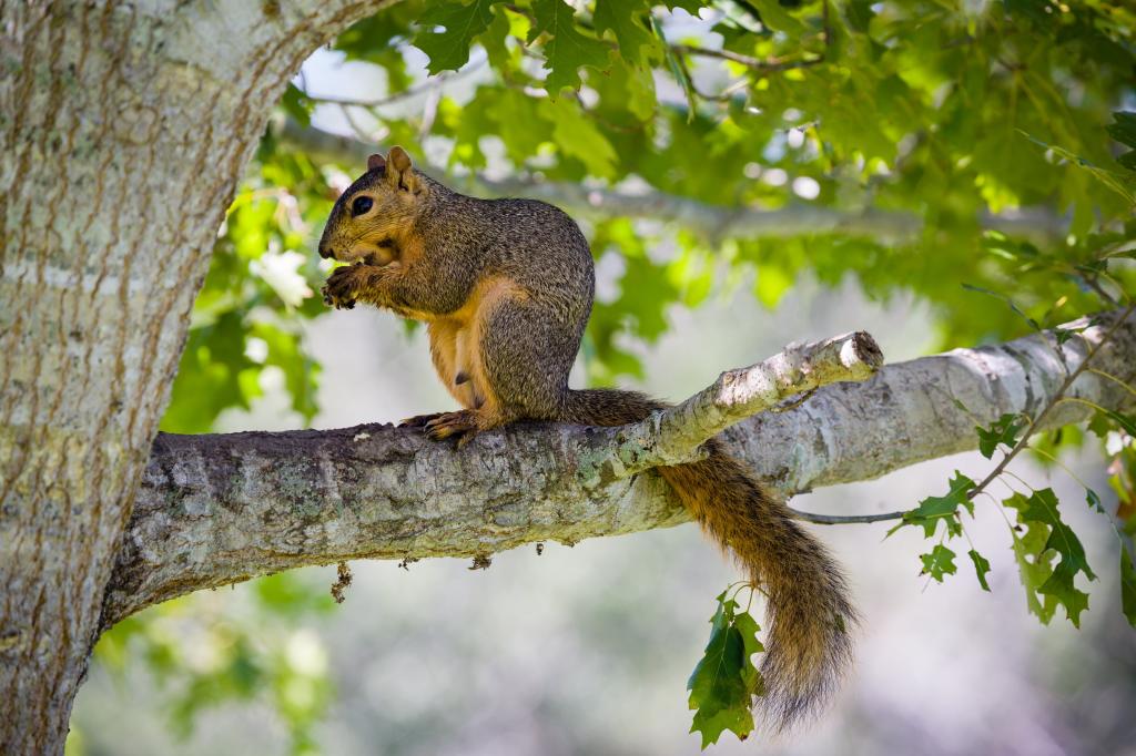 松鼠坐在一棵树上