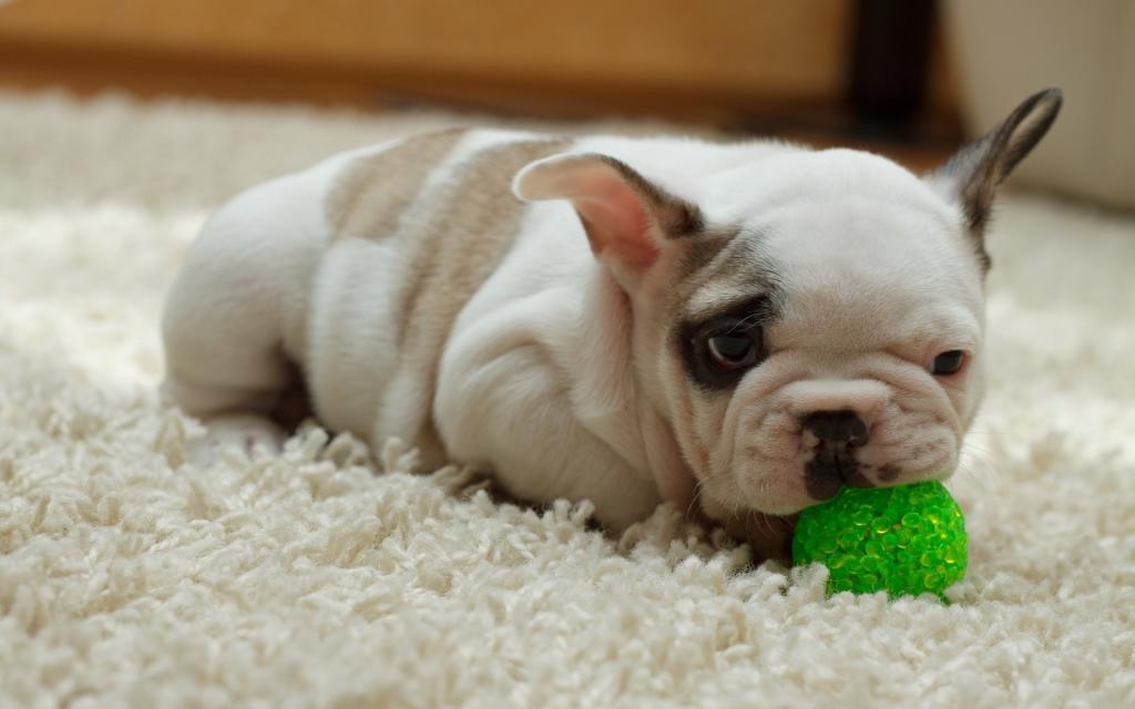 小狗咬绿色的球