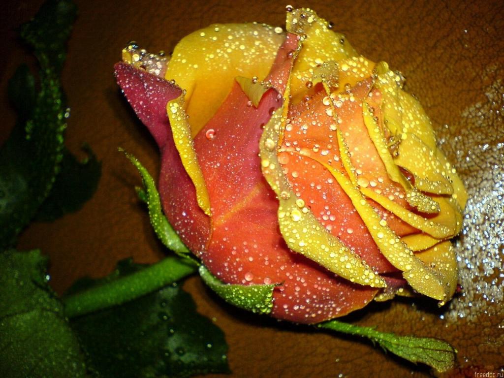 一朵美丽的黄玫瑰