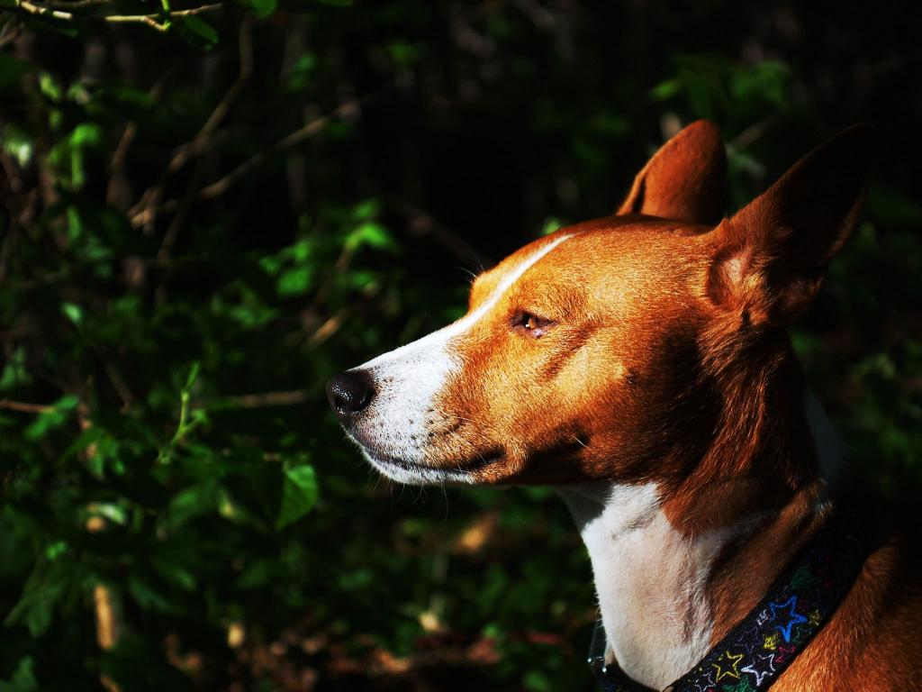 Basenji品种的狗在灌木背景的