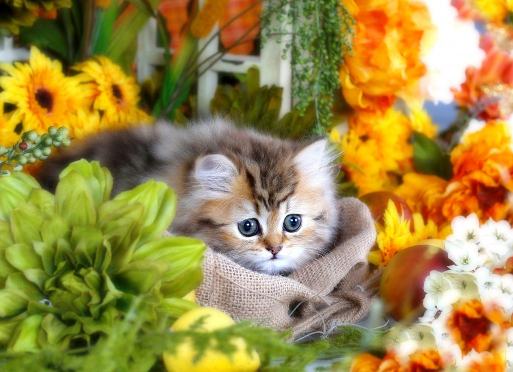 可爱毛茸茸的灰色小猫，大眼睛在花丛中