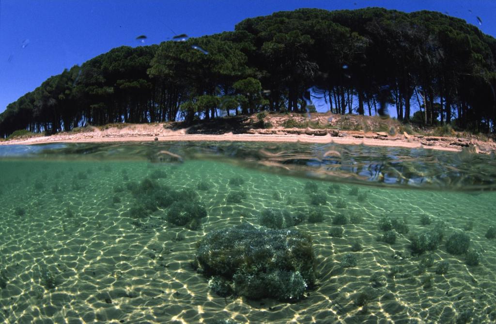 撒丁岛，意大利岛的岸边的树木
