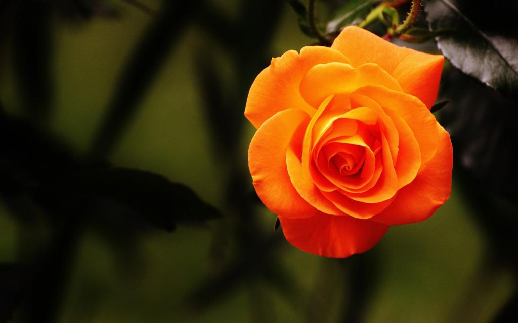 美丽的橙色玫瑰特写镜头