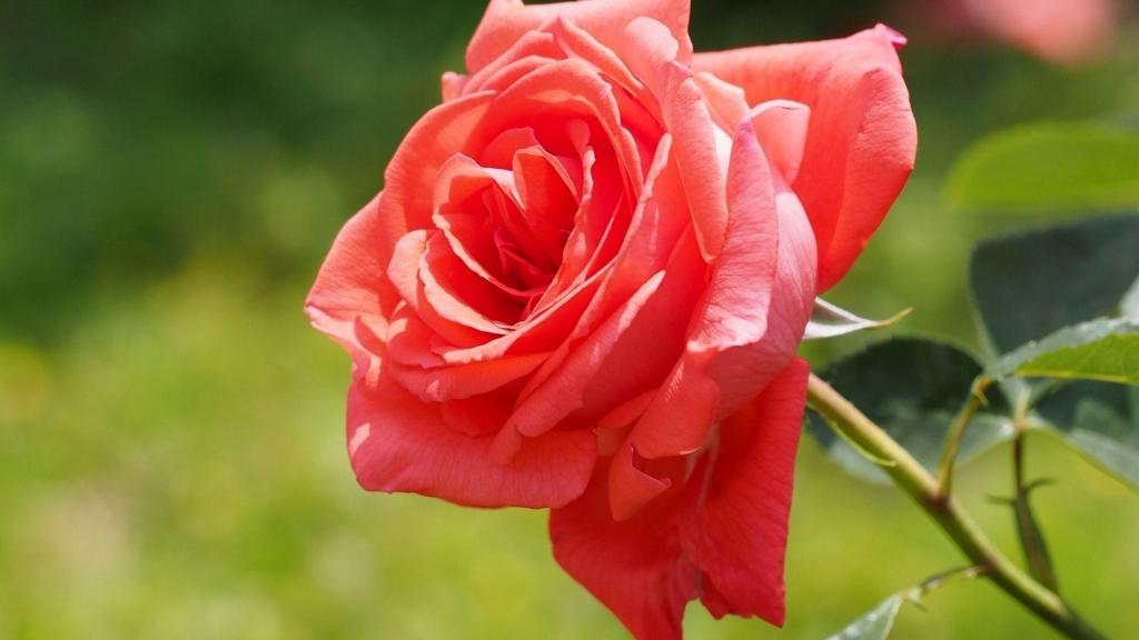 明亮的红玫瑰在花园里