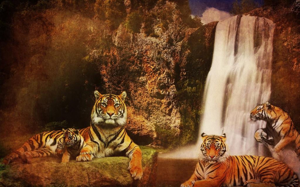 在瀑布附近的老虎家庭
