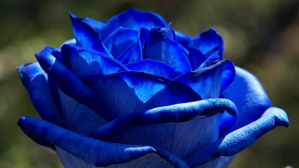 美丽的蓝色玫瑰在叶子的背景上