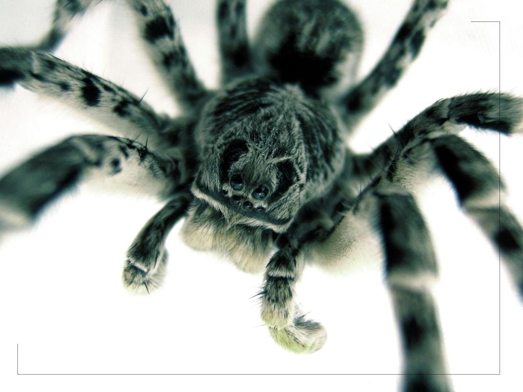 可怕的大蜘蛛