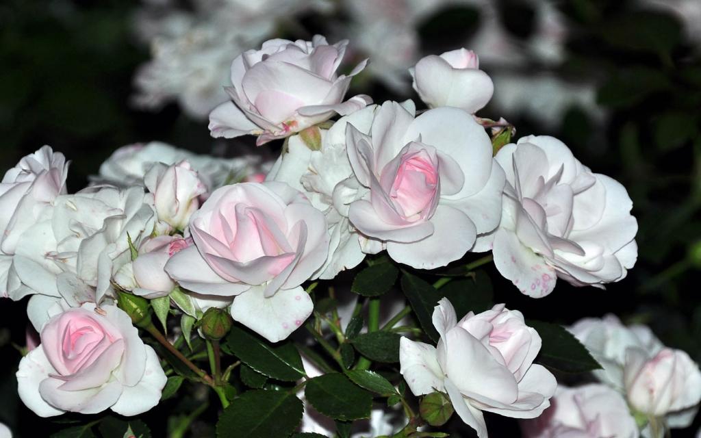 白玫瑰与粉红色的药剂