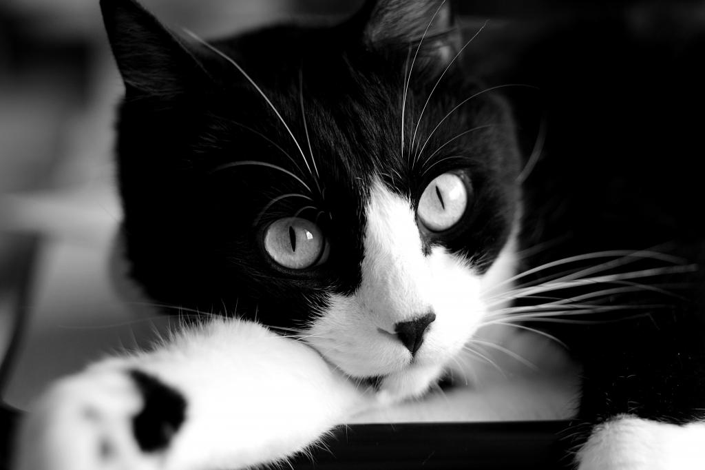 猫特写黑白照片