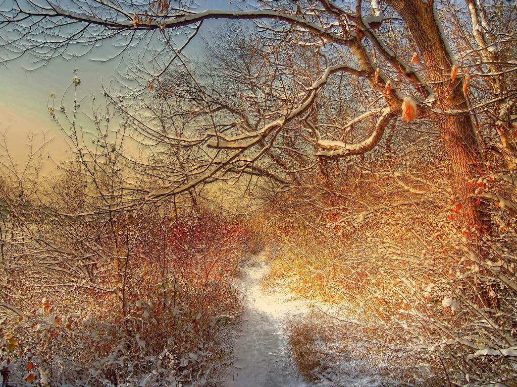 通过森林的冬天路径