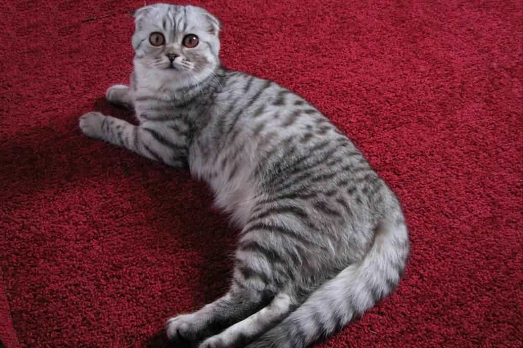 苏格兰猫在地毯上