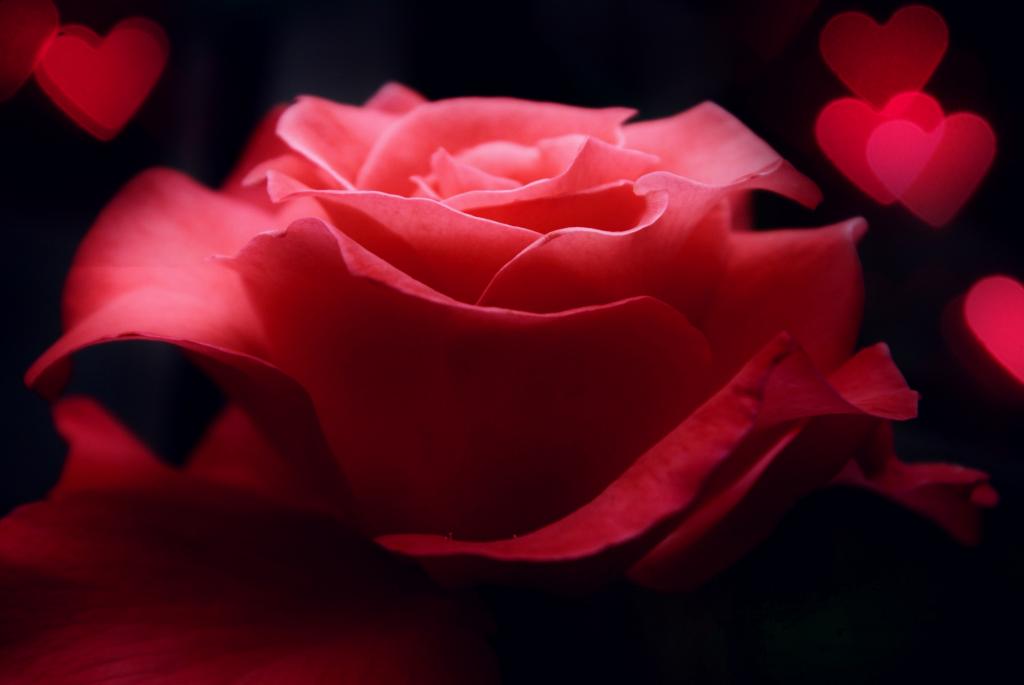玫瑰和情人节的心