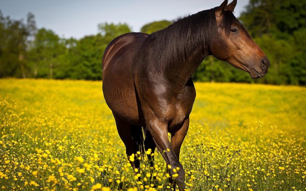 这匹马在黄色的田野上运动