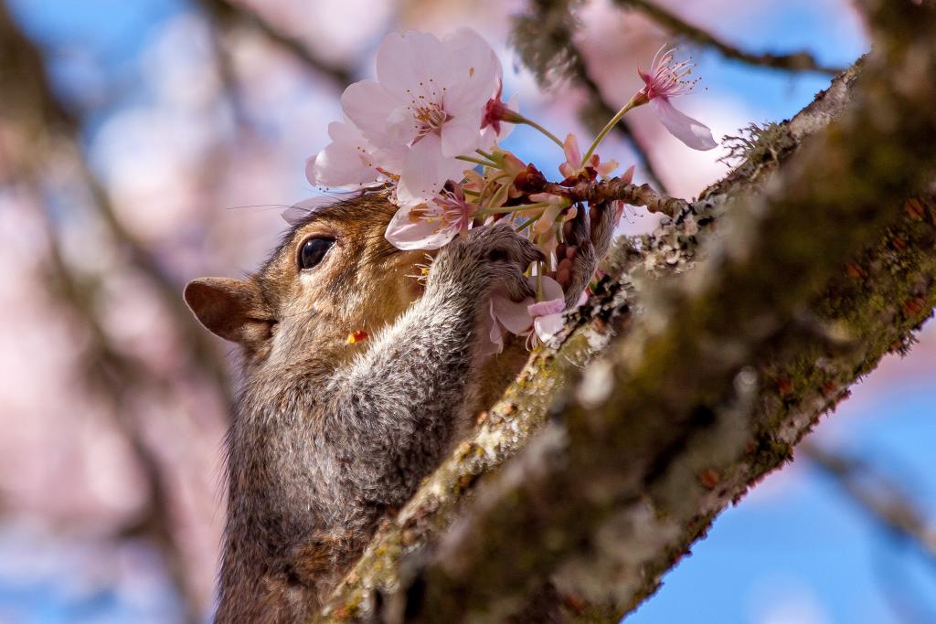 松鼠嗅春天花在树上