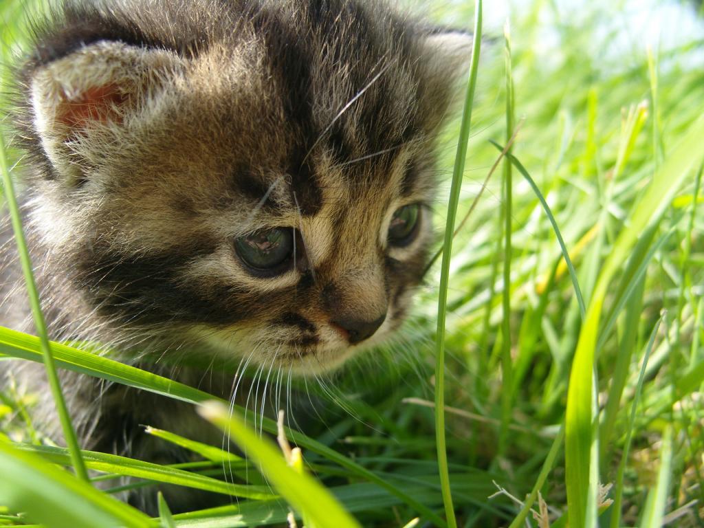 小猫在夏天的草丛中